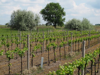 Fototapeta na wymiar Vineyard in Illmitz in Burgenland,Austria,Europe 