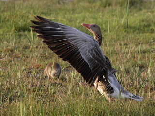 Starting greylag goose in Illmitz in Burgenland,Austria,Europe
