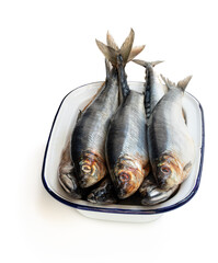 Raw herring fish on enameled bowl isolated on a white