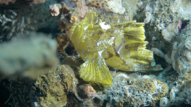 beautiful rare leaf fish on there reef in maldives