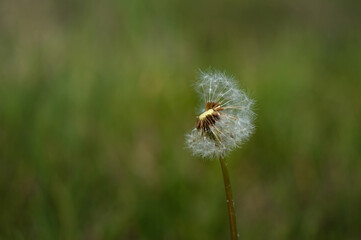 Dandelion in the wild, in natural environment, on a filed