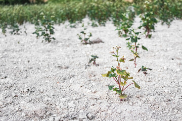 Plantes Vertes de Sarrasin dans un Champs