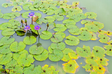 Rain drops water of beautiful purple waterlily or lotus flower in pond for text or decorative artwork.