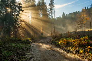 Golden rays of sunlight falling into a misty forest