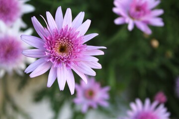 Obraz premium close up of a pink flower