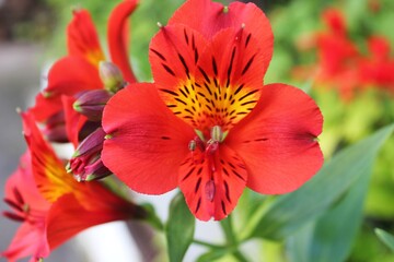 close up red and yellow flower