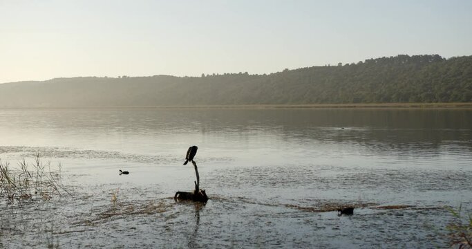 Ducks look for food in a wetland lake area as a commorant sits perched on a dead tree stump just before dawn