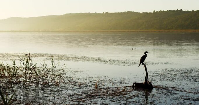 A wetland area with a cormorant perched on a dead tree stump with gently rippling water.