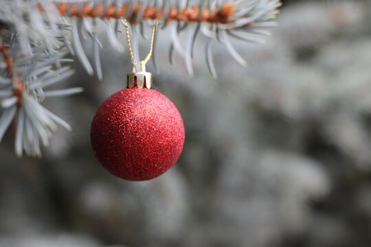 Big Red Ball On A Spruce Branch