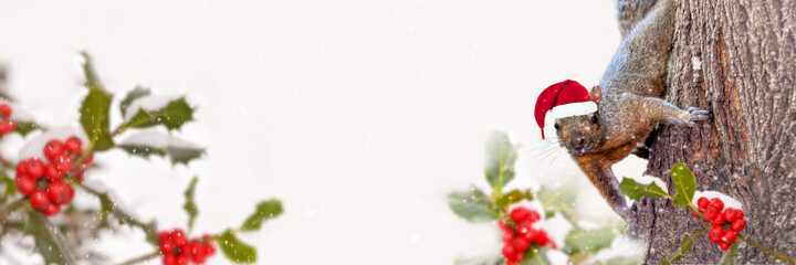 Christmas panoramic background with a cute squirrel with a Santa hat in the snow and holly. Animal fun holiday greeting card. © Delphotostock