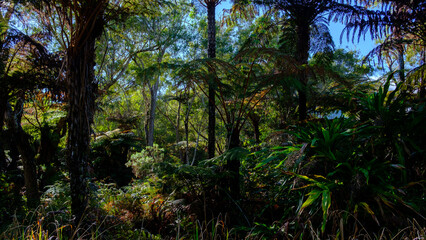 tree in the tropical jungle