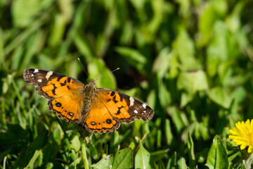 Orange Black and White Moth