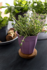 Purple pot of thyme on a wooden piece. More blurred pots are in the background.