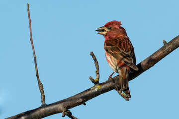 Purple Finch Snack