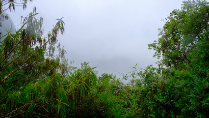 fog above the green jungle