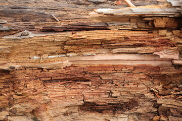 Close up of old tree  texture in the forest, highly detailed