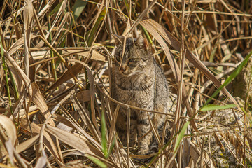 Cat stalking in the undergrowth.