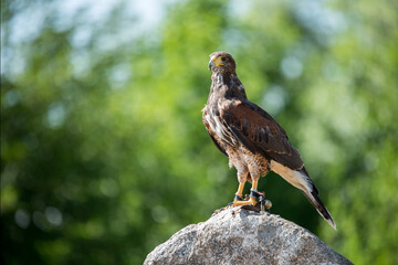 Hawk