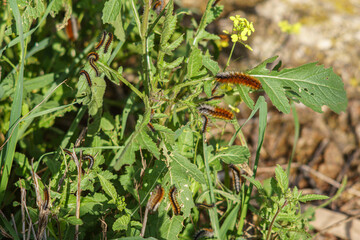 Processionary caterpillars eating plants and making their nests.