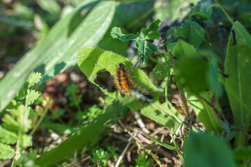 Processionary caterpillars eating plants and making their nests.
