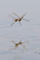 Common Darter (Sympetrum striolatum), a mating pair in flight over a pond, Cornwall, England, UK.