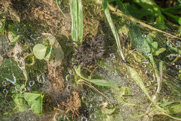 Processionary caterpillars eating plants and making their nests.