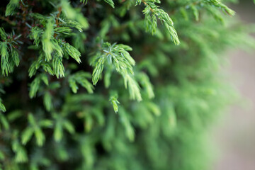 Conifers, background © Marcin