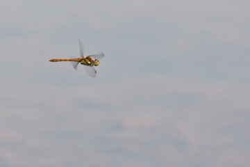 Common Darter (Sympetrum striolatum), male in flight, Cornwall, England, UK.