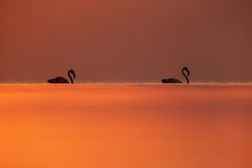 Obraz na płótnie Canvas Greater Flamingos and beautiful hues in the morning at Asker coast of Bahrain