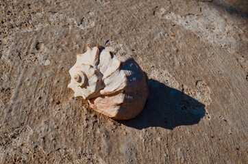 mollusk sink on a concrete surface