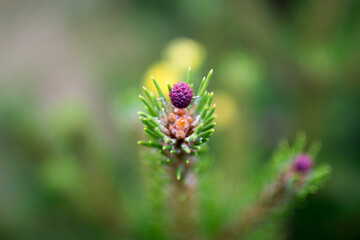 Fototapeta na wymiar Serbian spruce, a small pine cone