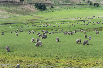 ヒツジの放牧地 © Paylessimages