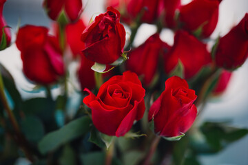 Obraz premium red roses