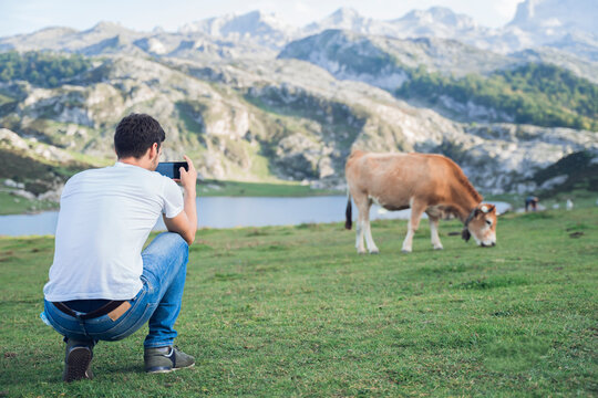 Young man, on vacation in the mountains, takes a picture with his cell phone of a cow eating the meadow.