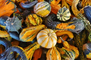 Colorful orange and green decorative mini pumpkins and gourds in the fall