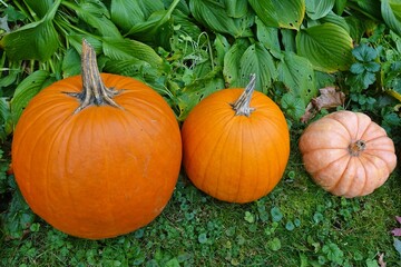 Colorful orange and green decorative mini pumpkins and gourds in the fall