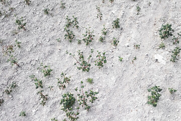Plantes Vertes de Sarrasin dans un Champs