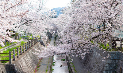 満開の桜 ソメイヨシノ 川沿いの桜並木 パノラマ 桜 日本 2020