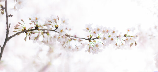 満開の桜 ソメイヨシノ 白背景 パノラマ 桜 日本 2020