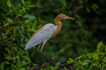the egret or great blue heron in natuire