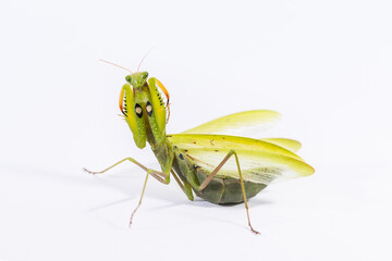 Praying mantis on a white background in a defensive pose.