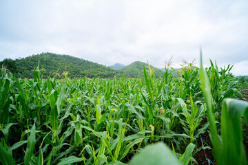 Beautiful morning sunrise over the corn field