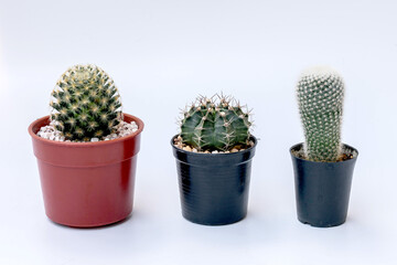 3 cactus in pot isolated on white background