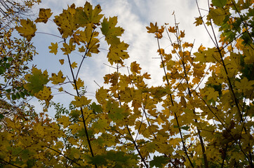 autumn leaves against sky