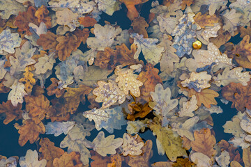 Oak leaves in the water. Autumn landscape background.