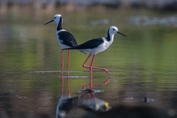 Black winged Stilt Himantopus leucocephalus