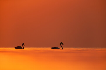 Greater Flamingos and dramatic hues during sunrise at Asker coast, Bahrain