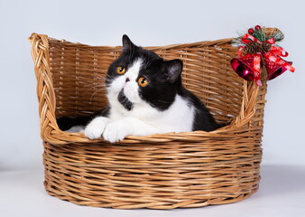 Cute exotic Shorthair cat in a basket with Christmas decorations.