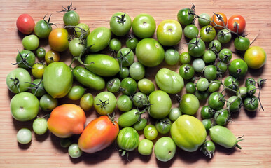 Die letzten Tomaten reifen nach