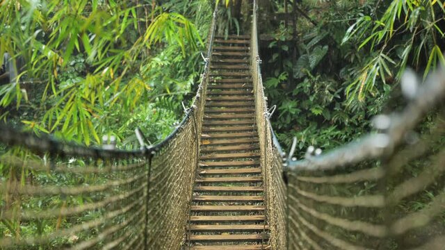 Hanging bridge in tropical forest trace des Jesuites Martinique rainy day 